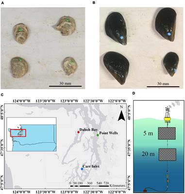 Evaluation of the Effect of Local Water Chemistry on Trace Metal Accumulation in Puget Sound Shellfish Shows That Concentration Varies With Species, Size, and Location